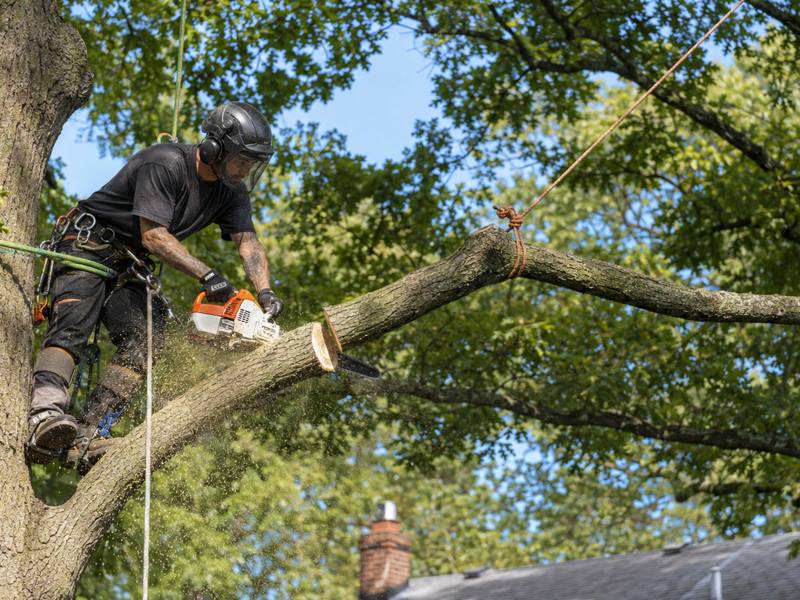 A Paris Tree Service climber cutting a limb back above a roofline