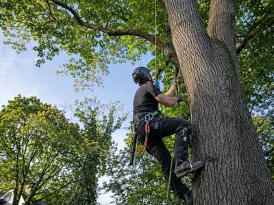 Climber ascending the trunk of a dying ash on rope and spikes