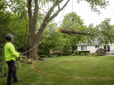 Ground worker lowering a cut section on a rigging line