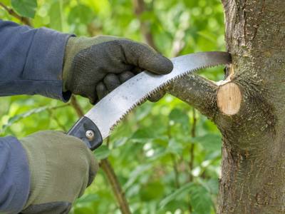 Hand saw finishing a pruning cut back to the branch collar