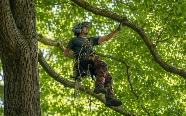Climber moving out along a limb inside a dense summer canopy