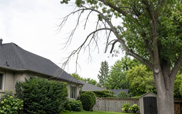 Bare dead limb reaching out over a house roof from a tree still in leaf