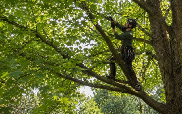 Climber tied in and working the upper growth of a mature maple